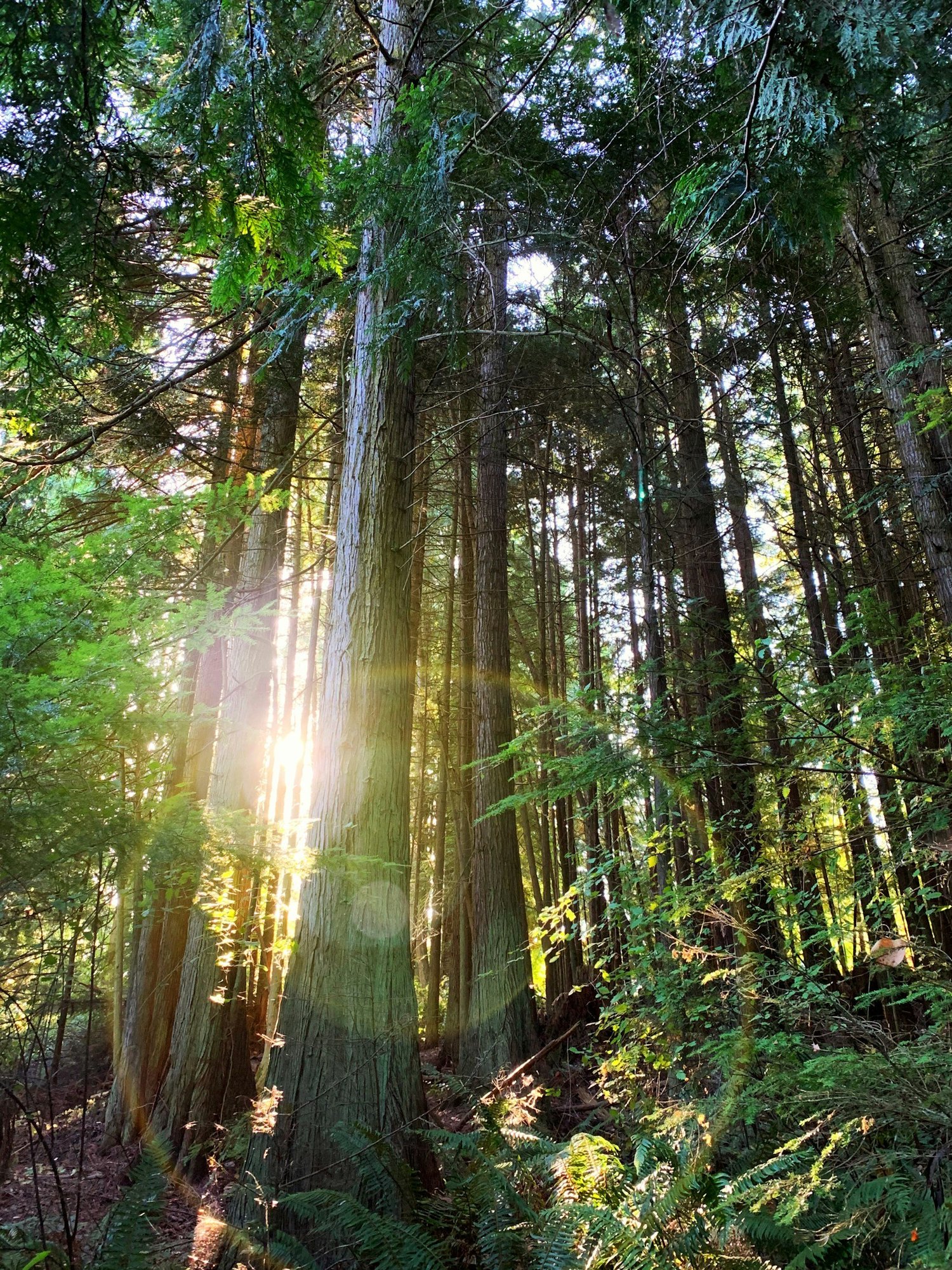 Sunlight shining through a green forest